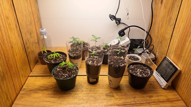Yeti's Perpetual — vegetative, day 8