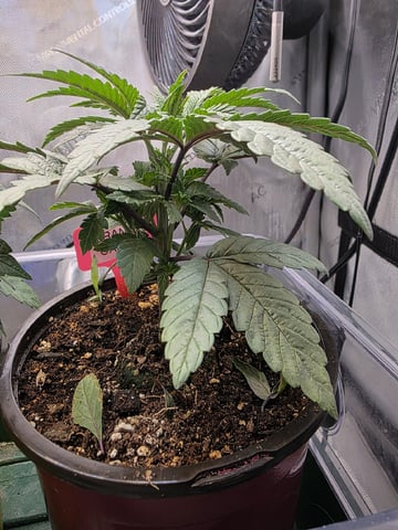 Granny Candy and PLCG — vegetative, day 31