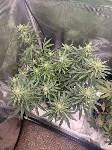 Gorilla Runtz — flower, day 63