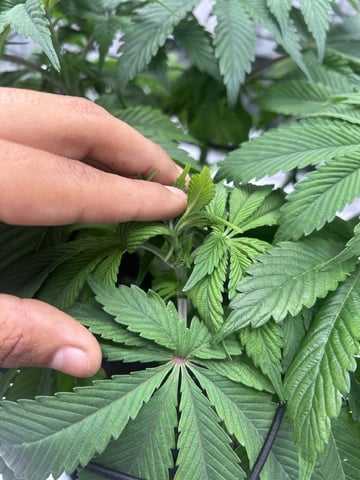 2025-26 harvest INDOOR — flower, day 95