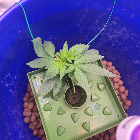 Fastbuds Autoflower Run — vegetative, day 21