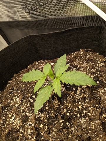first grow — seedling_rooting, day 10