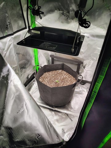 new 1 — seedling_rooting, day 2