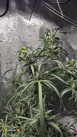 Slightly Stoopid Fruits  — flower, day 85