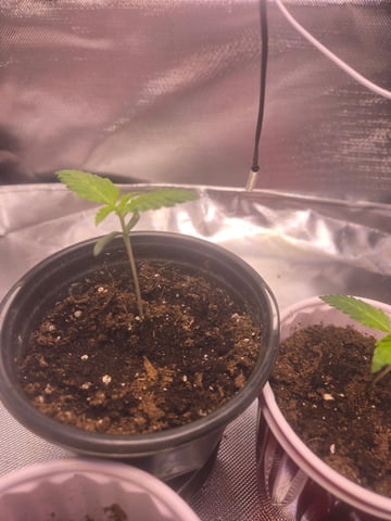 First grow  — seedling_rooting, day 1
