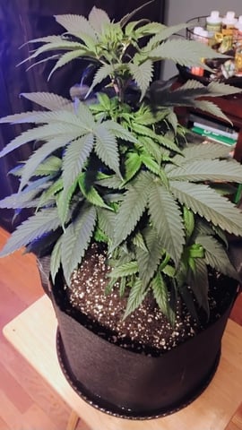 first grow  — vegetative, day 1