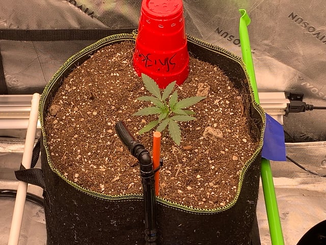 Six  — vegetative, day 22