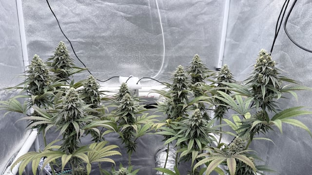 Blue Dream Grow — flower, day 79