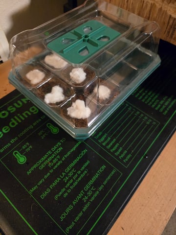 Critical Purple Kush — germination, day 4