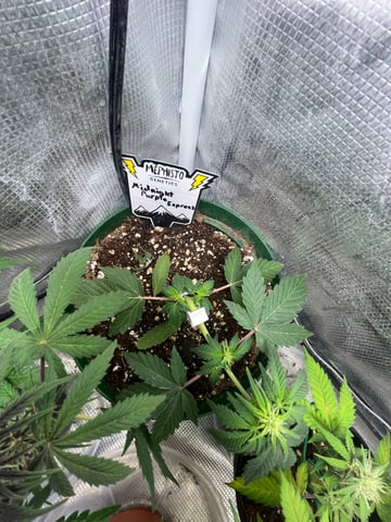 Mephistos Auto  — auto, day 30