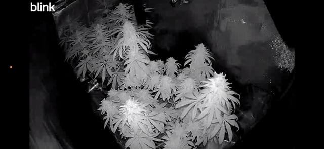 BloodMoon Gelato — flower, day 108