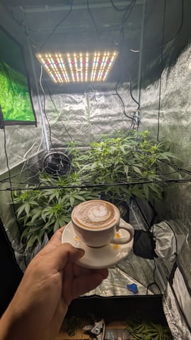Grow 1 — vegetative, day 44