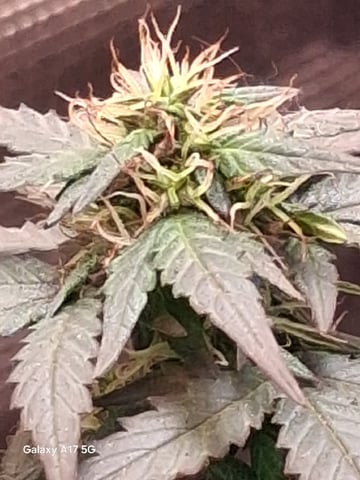 First Lagit Grow — done, day 53