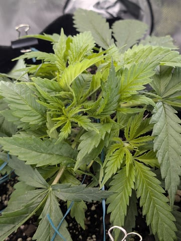 Cinderella 99 — vegetative, day 29