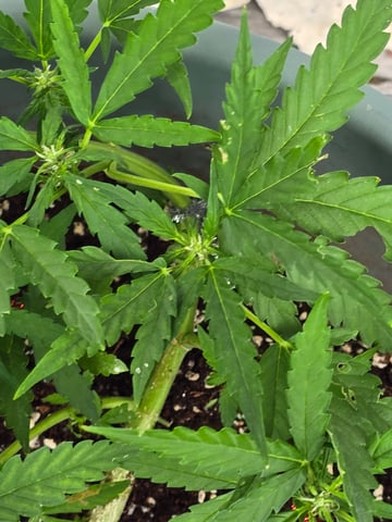 Green Gelato Auto — flower, day 37