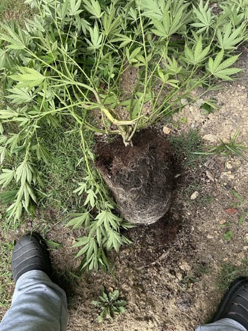 2026 Outdoor — flower, day 84
