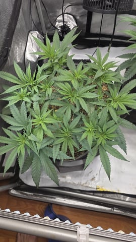 lilac diesel Rbx2 — flower, day 62