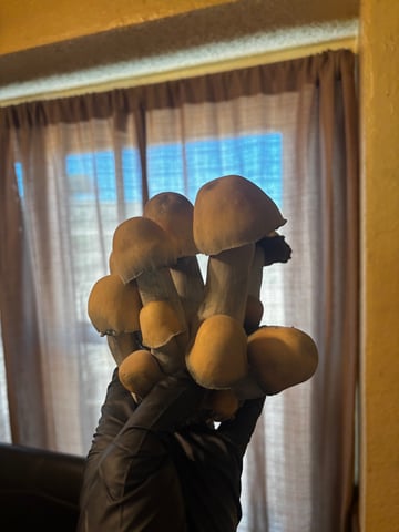First magic mushroom grow — flower, day 86