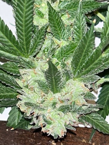 1st baby  — flower, day 80