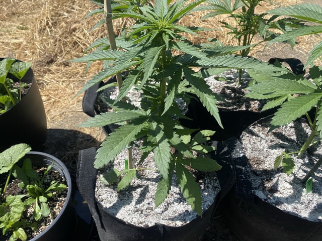 Auto Grow #1 2026 — flower, day 38