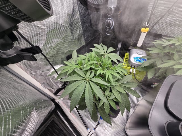 Grow 5.o — vegetative, day 25