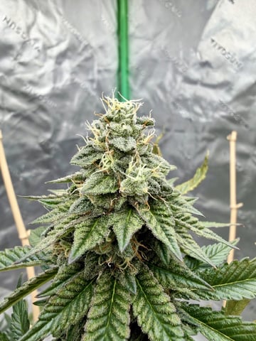 Bluntz Grow — flower, day 48