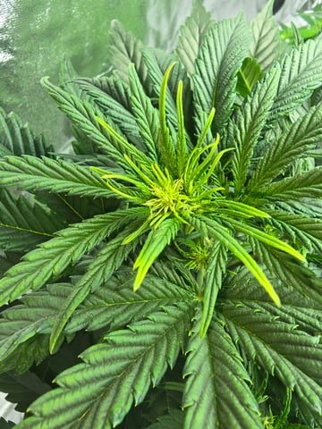 2nd Autoflower Indoor Grow — vegetative, day 36