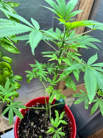 My Devine Conscious  — vegetative, day 121