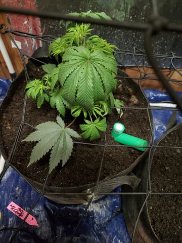 Banana Purple Punch & Rainbow Showers — vegetative, day 48