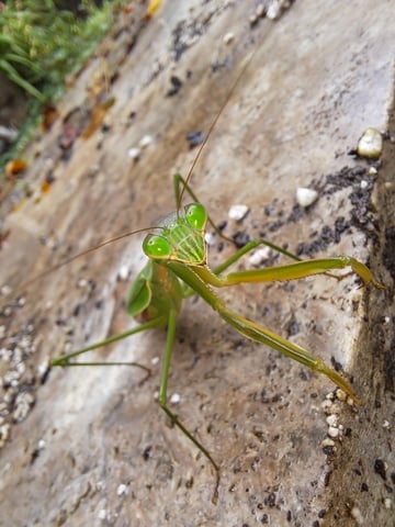 Bucket List Grow #2 — flower, day 126
