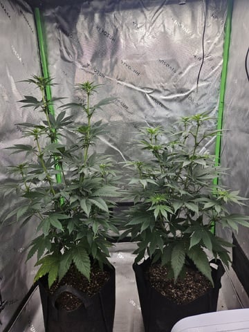 Bruce Banner #4  — flower, day 70