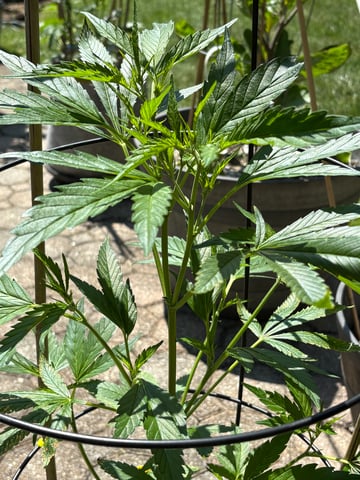 green crack (Cush) with a C — grow_setup, day 1