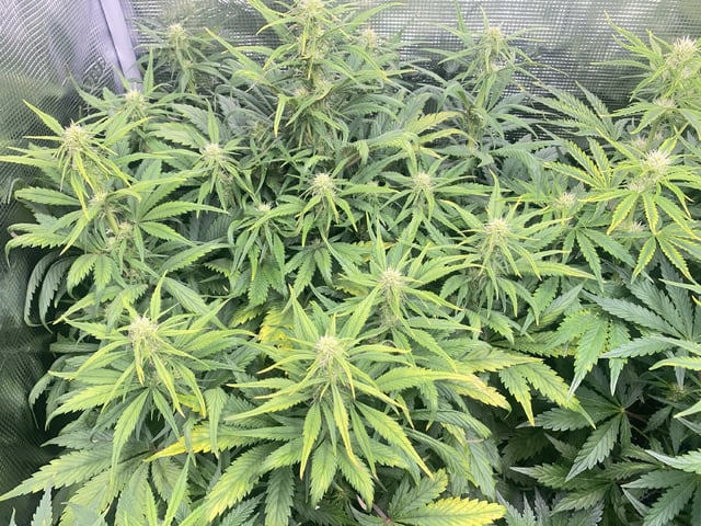 Auto Run #1 2025-2026 — flower, day 63