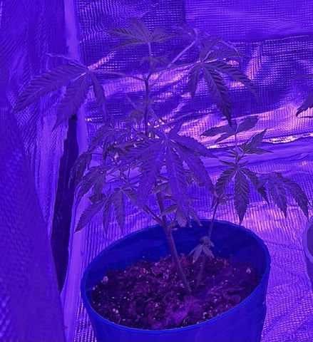Veg And Auto-Bloom Room — flower, day 3