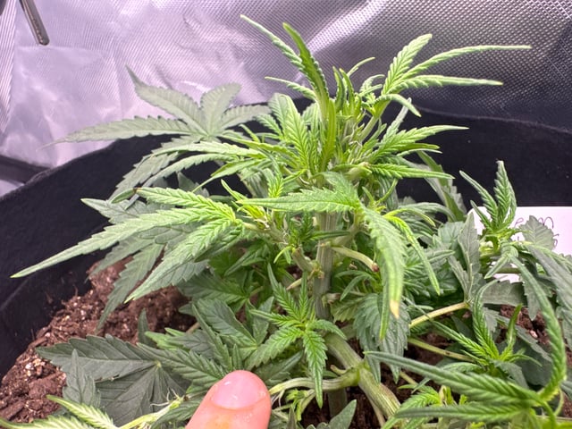 Fastbuds Autoflowers — flower, day 23