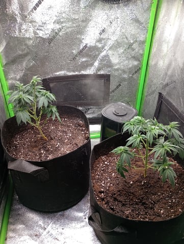 All Aboard!!! — vegetative, day 41