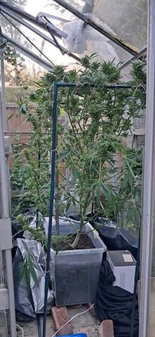 1st grow (green house)(natural) — flower, day 107