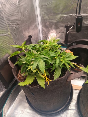 Master Kush — vegetative, day 25