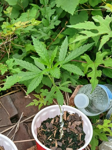 Gas#1? — vegetative, day 6
