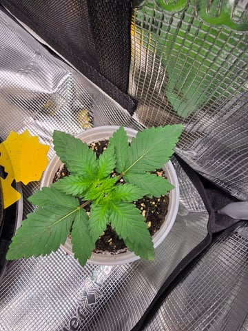 Northern lights #10 2nd plant (Selkies) — vegetative, day 14