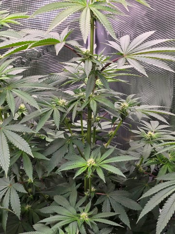 Northern lights #10 2nd plant (Selkies) — flower, day 57