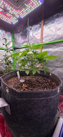 Here We Grow... — flower, day 47