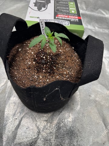 white runtz auto flower — vegetative, day 15