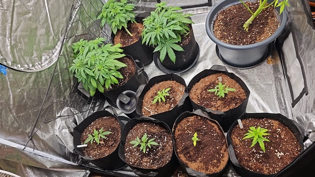 round 2 — vegetative, day 29