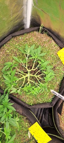 First Grow with the new setup  — vegetative, day 46