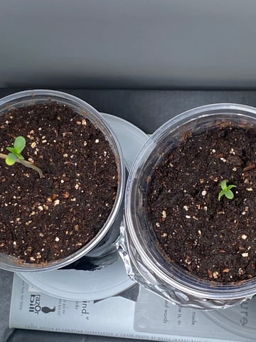 My First Grow — seedling_rooting, day 5