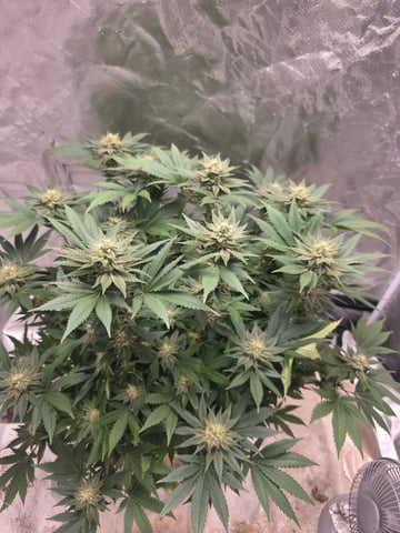 first grow — flower, day 92