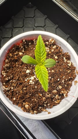 Spring/Summer 2026 Indoor Grow