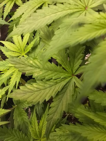 First grow — vegetative, day 48