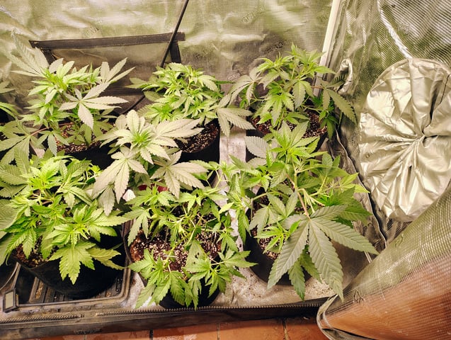 garage set up — vegetative, day 49